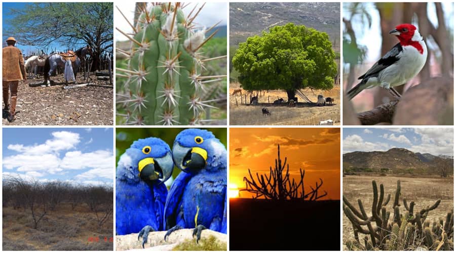 Caatinga preservada — vegetação típica do semiárido nordestino